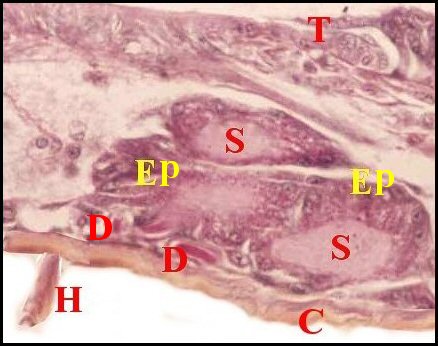 Prgon.Amaurobioides