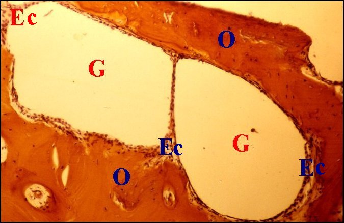 Pseudo-gl.,oss.3