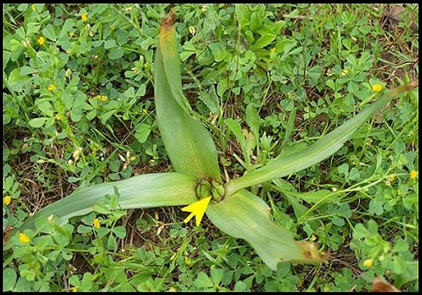Punaises, Fig.2