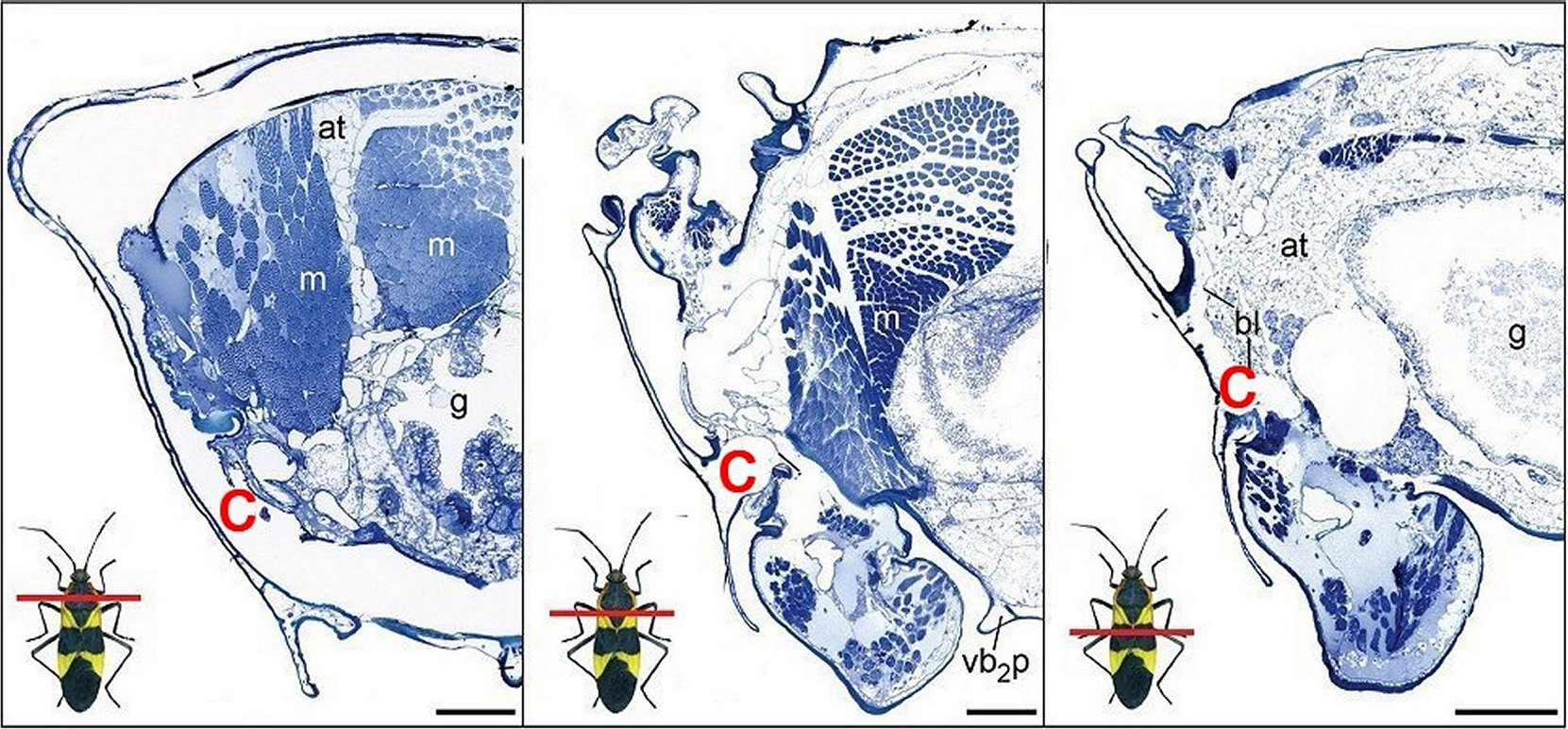 Punaises, Fig.23