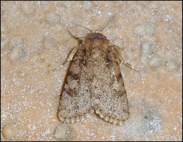 Pyrois 1