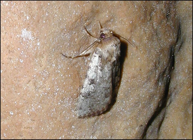 Pyrois 2