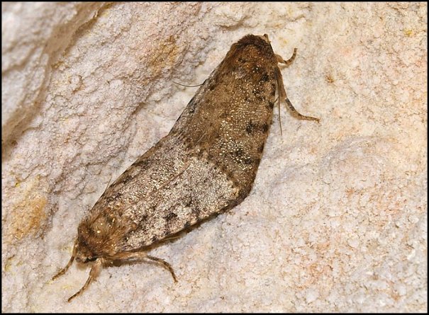 Pyrois Figuier 1