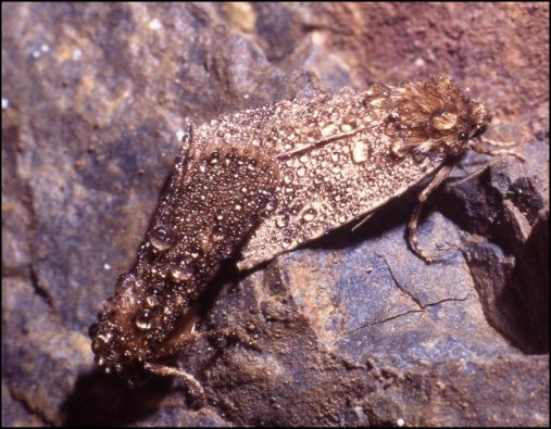 Pyrois, couple 1