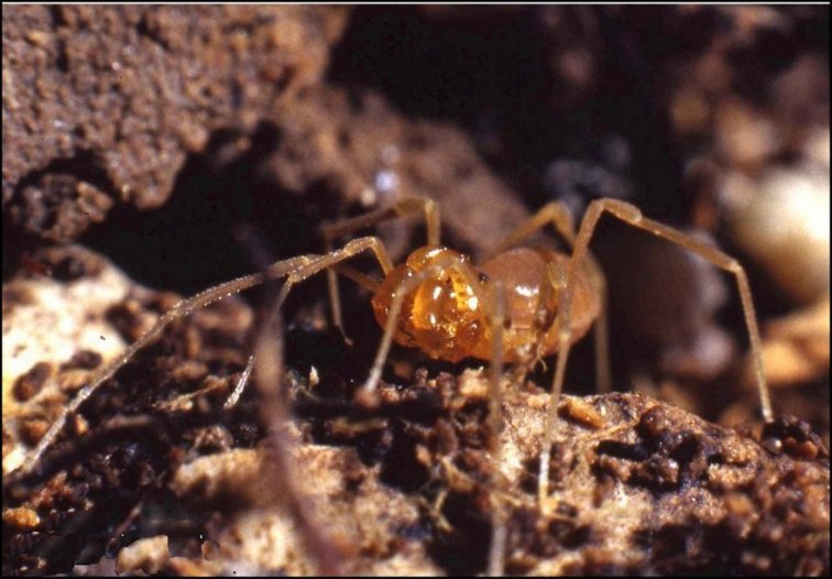Querilhacia 2