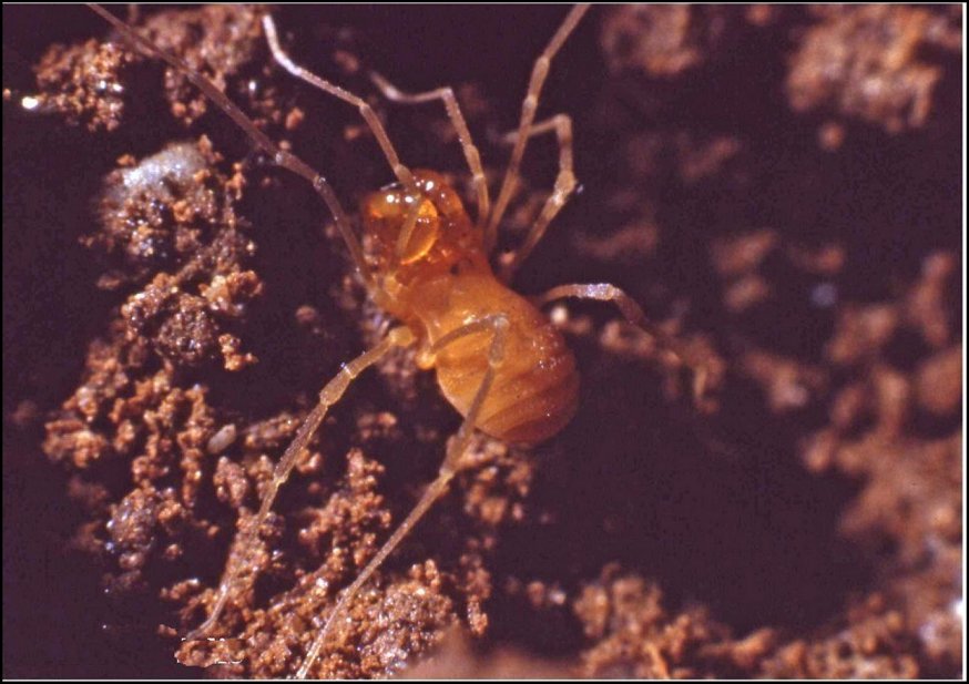 Querilhacia 3