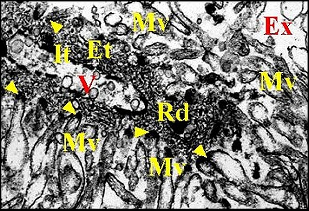 Rcepteur, microvilli