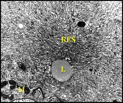 Réticulum stellaire 1