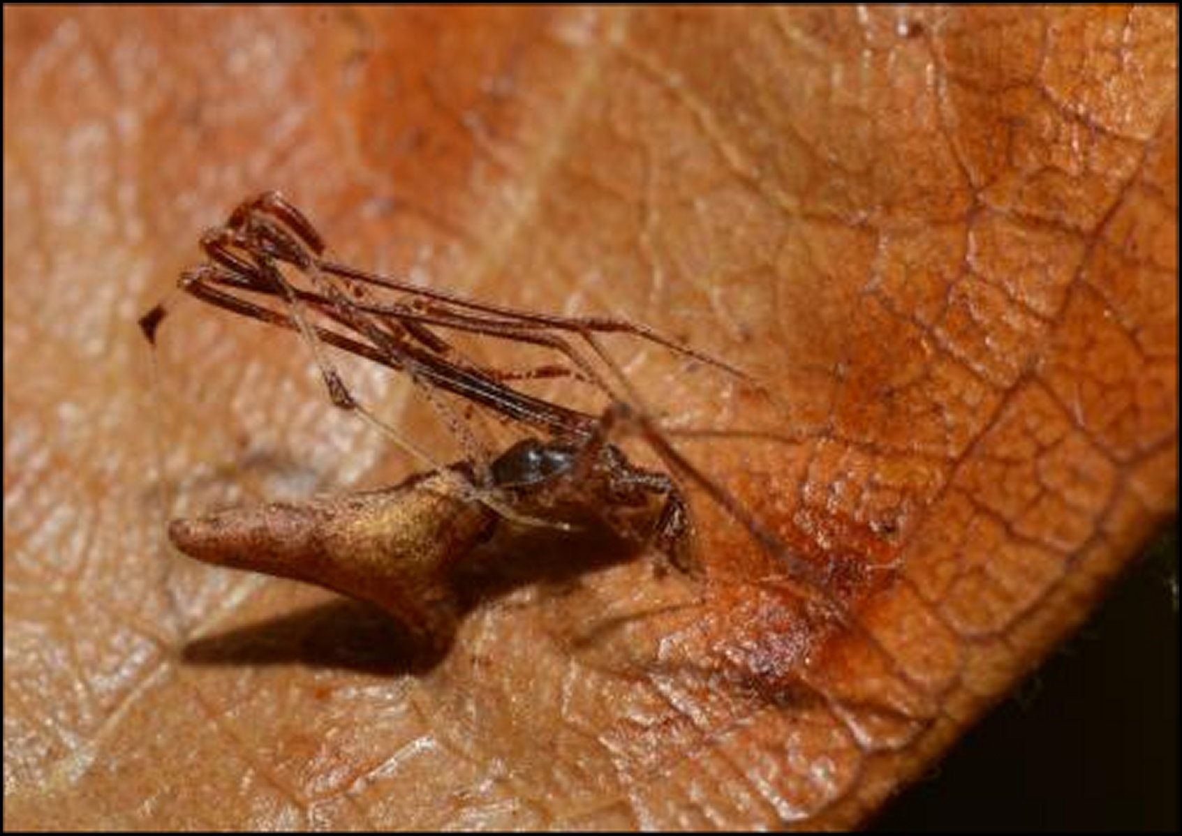 Rhomphaea à l'affut bioscène org