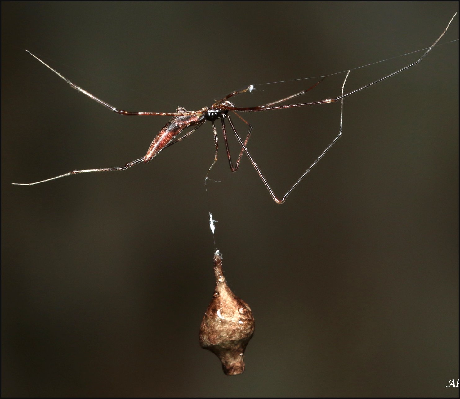 Rhomphaea cocon