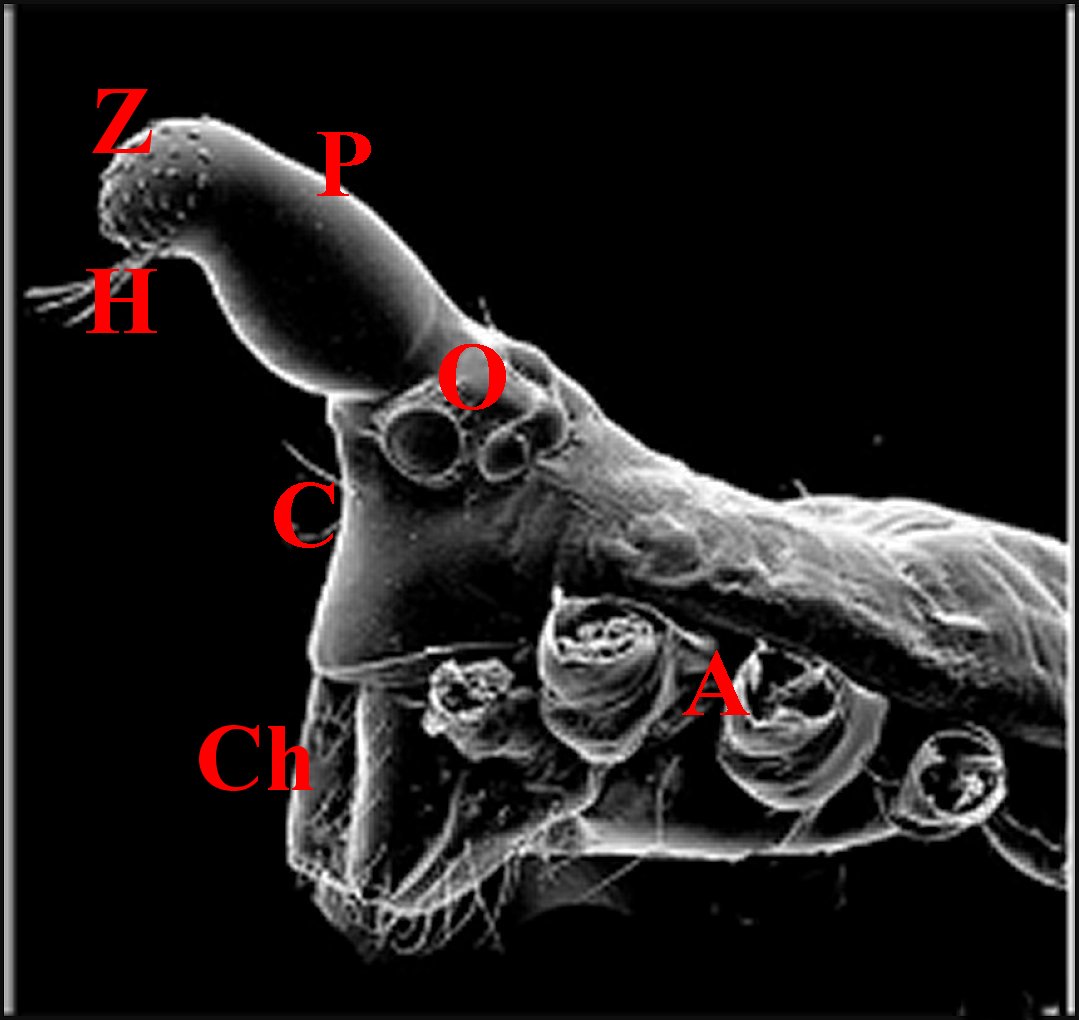 Rhomphaea metaltissima