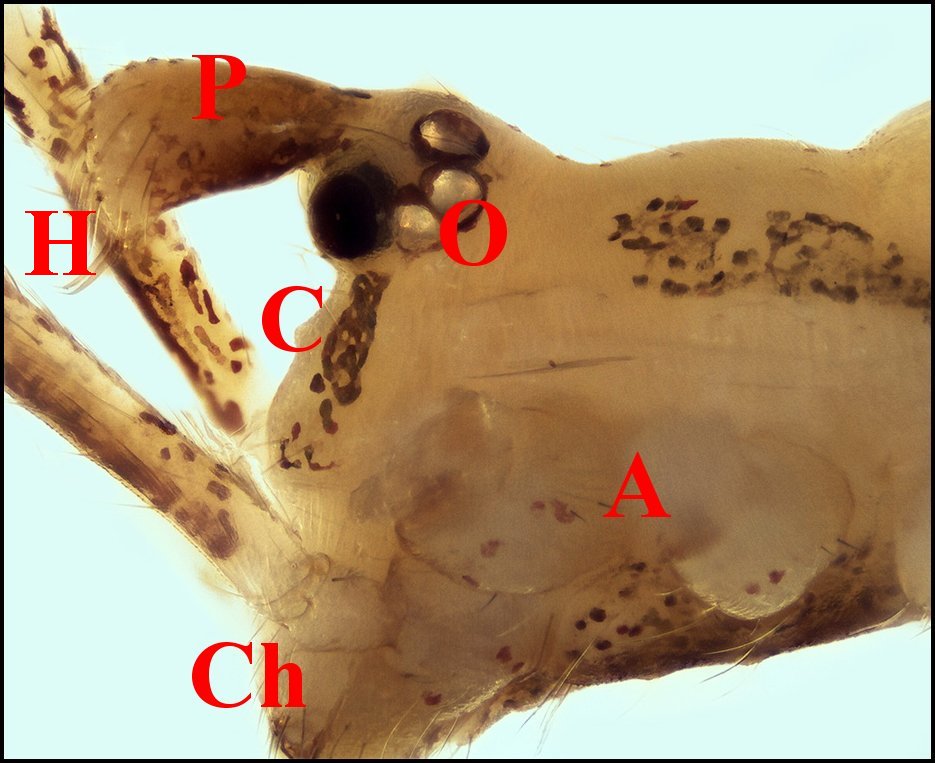 Rhonmphaea nasica mâle