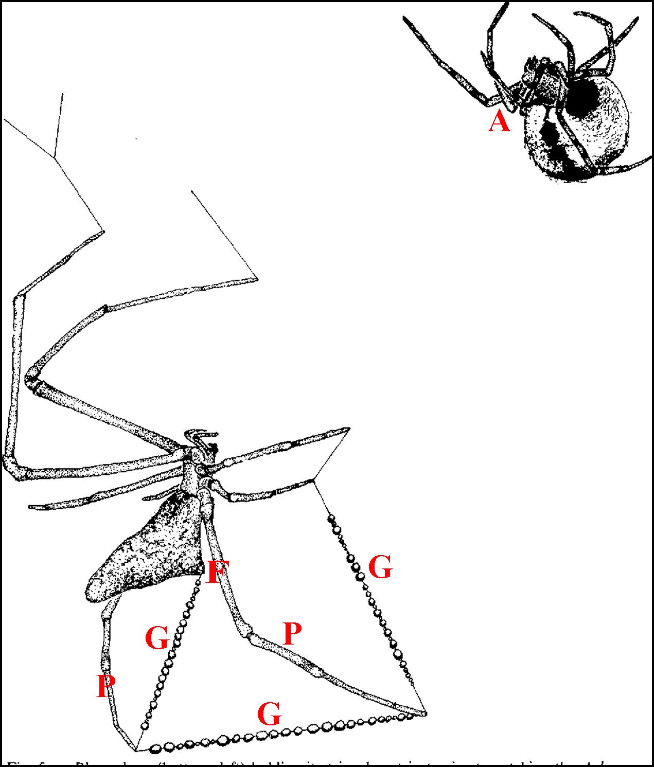 Rhomphaea new zealand toile triangulaire