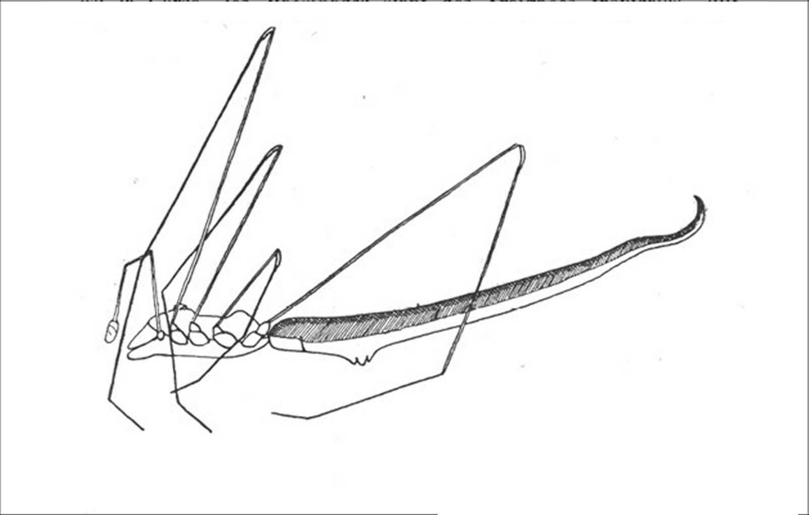 Rhomphaea Berland