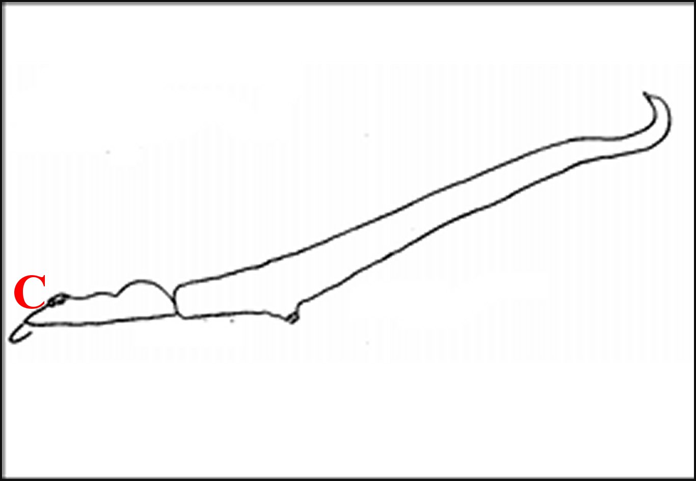 Rhomphaea rostrata mâle