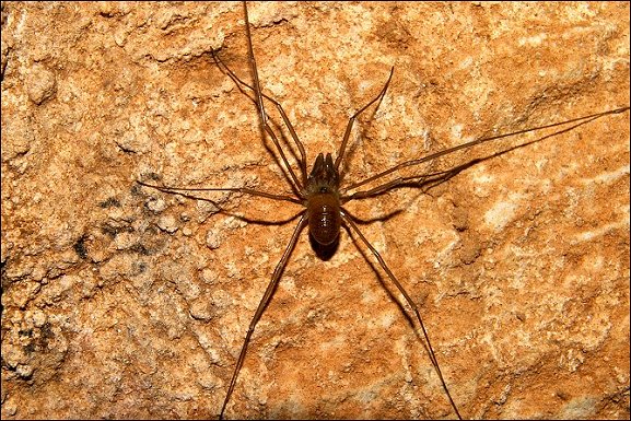 Sabacon paradoxum 1
