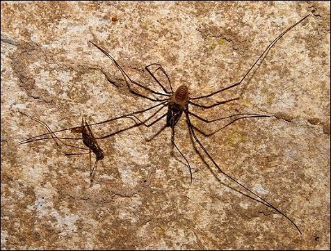 Sabacon paradoxum 2