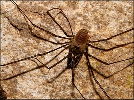 Sabacon paradoxum 3