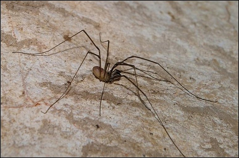 Sabacon paradoxum 4