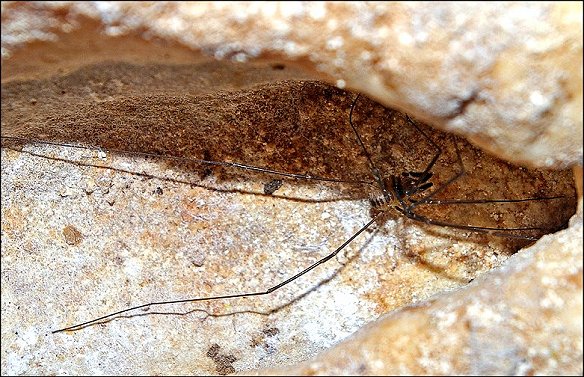 Sabacon paradoxum 5