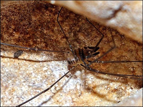 Sabacon paradoxum 6