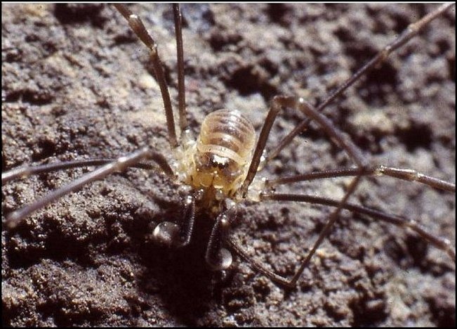 Sabacon paradoxum 7