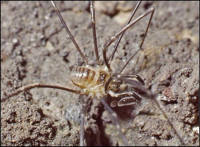 Sabacon paradoxum 8