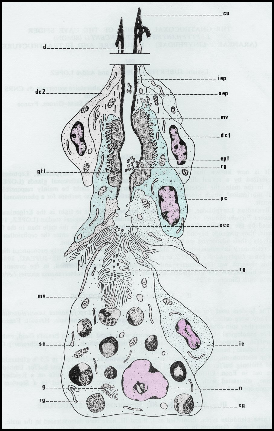 Schéma gnatho Leptyphantes