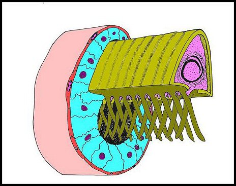 Schéma spermatophore