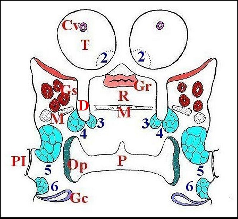 Schma xsegmentaires 1