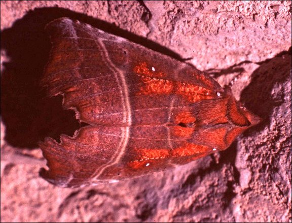Scoliopteryx 8
