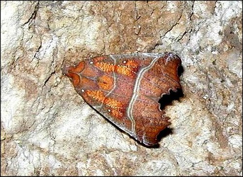 Scoliopteryx 1
