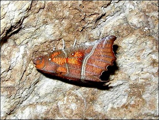Scoliopteryx 3