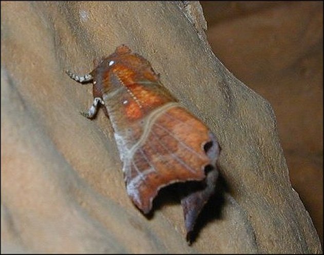 Scoliopteryx 4