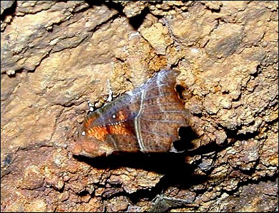 Scoliopteryx 5