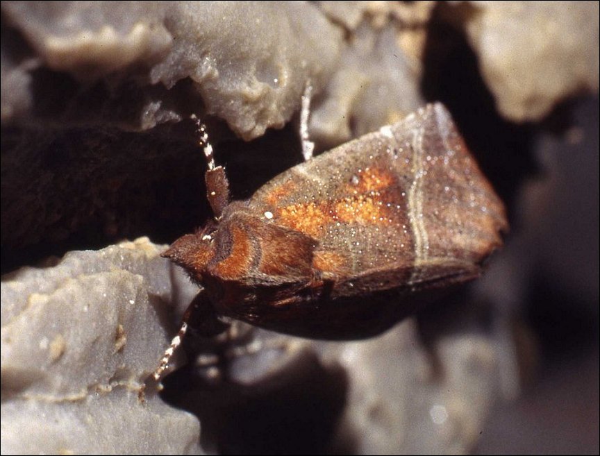 Scoliopteryx 6