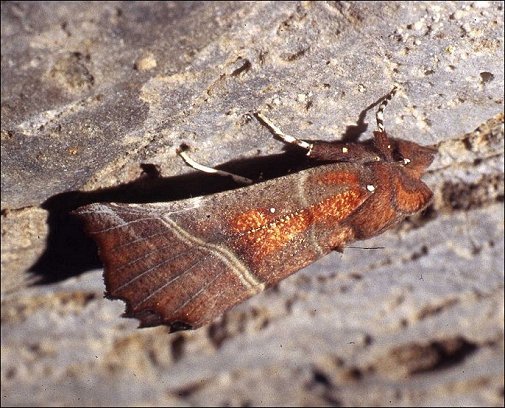 Scoliopteryx 7