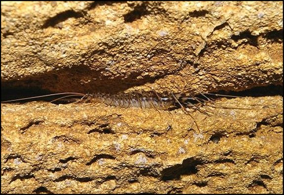 Scutigère 3