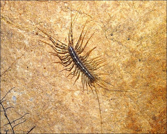 Scutigère 5