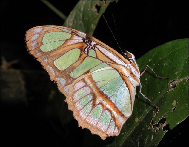 Siproeta stelenes b