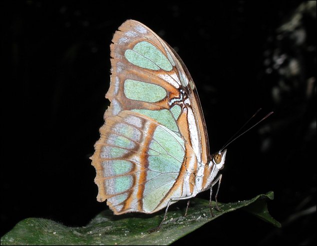 Siproeta stelenes c