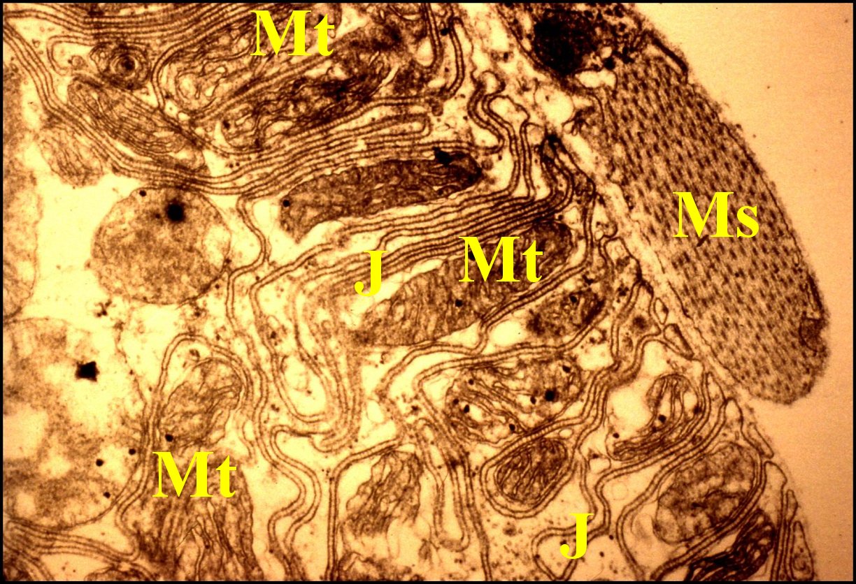 Spermathque pole basal et muscle 1