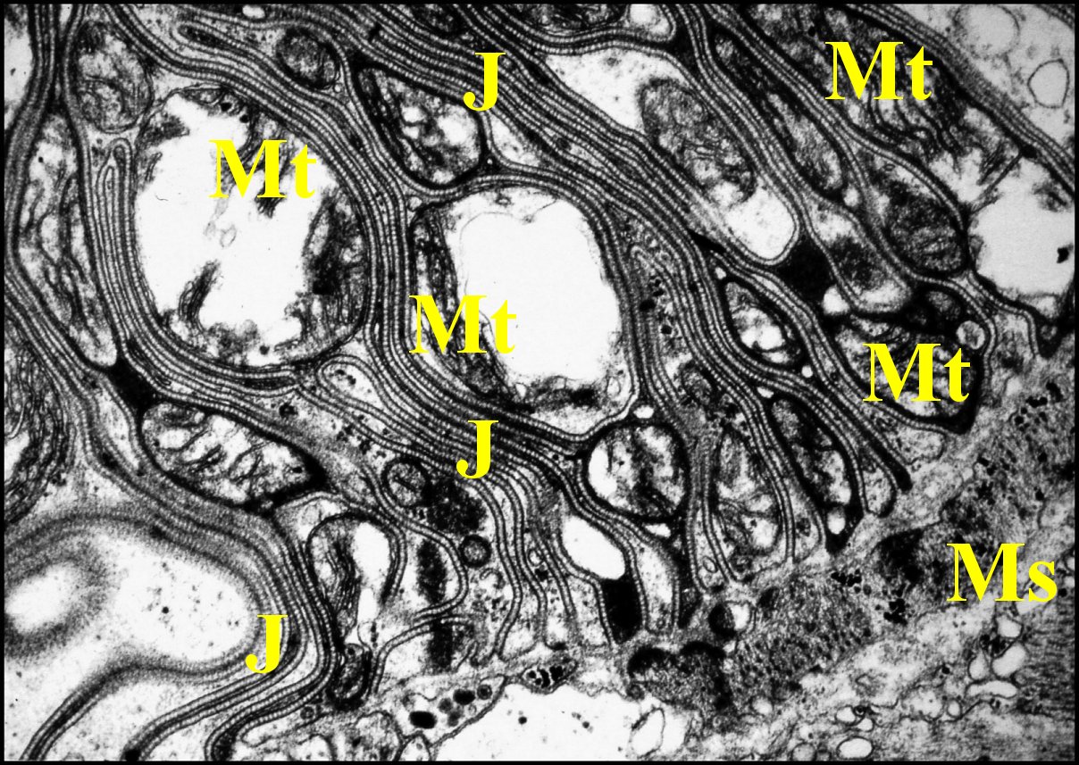 Spe mathqut Telema pole basal et muscles 2