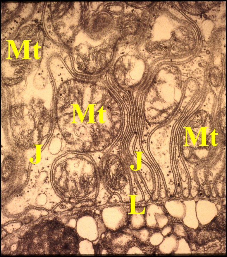 Spermath Telema pole basal