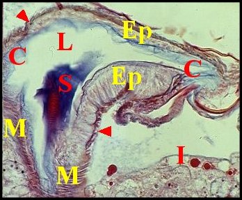 Spermathèque muscles