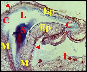 Spermathque muscles