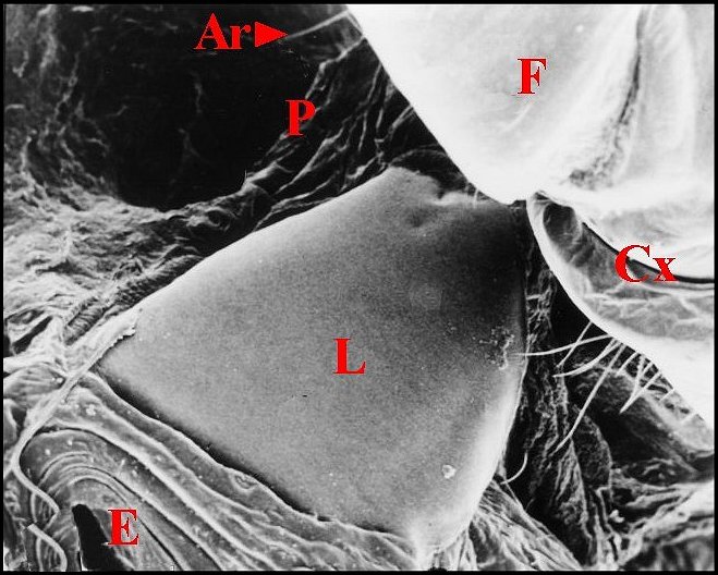 Stridul. clypeata