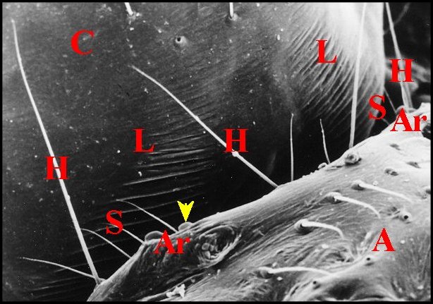 Stridul.coactatus