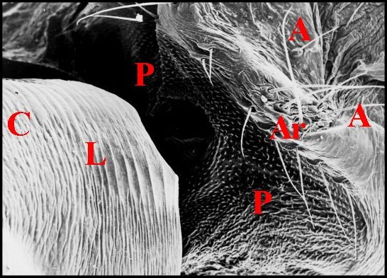 Stridul.fissifrontella