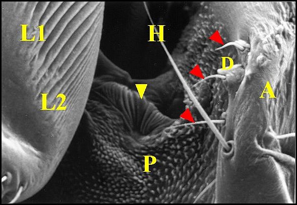 Stridul.dracus